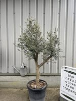 Branched Olive Tree