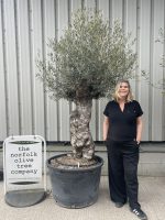 Ancient Olive Tree