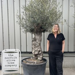 Ancient Olive Tree