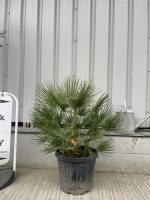 Chamaerops Humilis