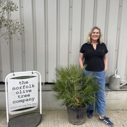 Chamaerops Humilis