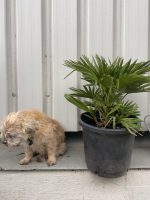 Chamaerops Humilis ‘Volcano’