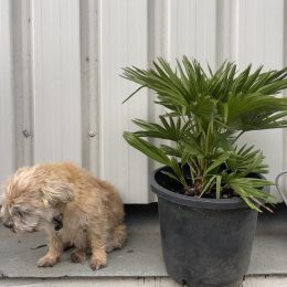 Chamaerops Humilis ‘Volcano’