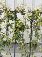 Espalier Jasmine