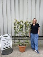 Espalier Jasmine