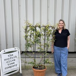 Espalier Jasmine