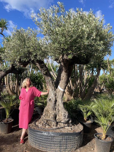 Tall ancient Olive tree