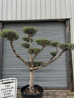 Niwaki cloud Olive tree