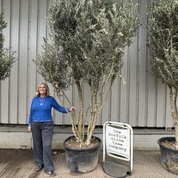 Multi-stem Olive Tree