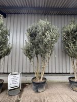 Multi-stem Olive Tree