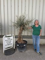 Gnarled patio Olive tree
