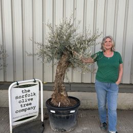 Gnarled patio Olive tree