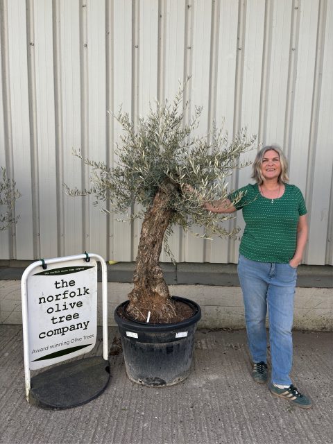 Gnarled patio Olive tree