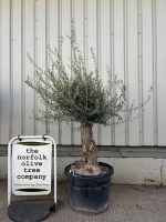 Gnarled patio Olive tree