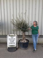 Gnarled patio Olive tree
