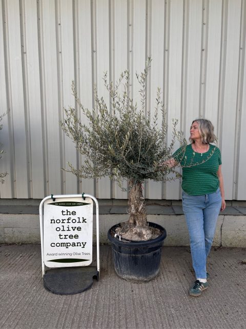 Gnarled patio Olive tree