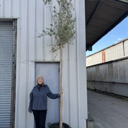 Tall screening Olive Tree