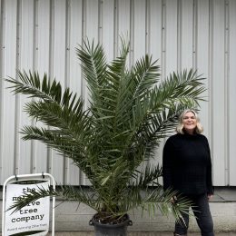 Palm Trees for Sale