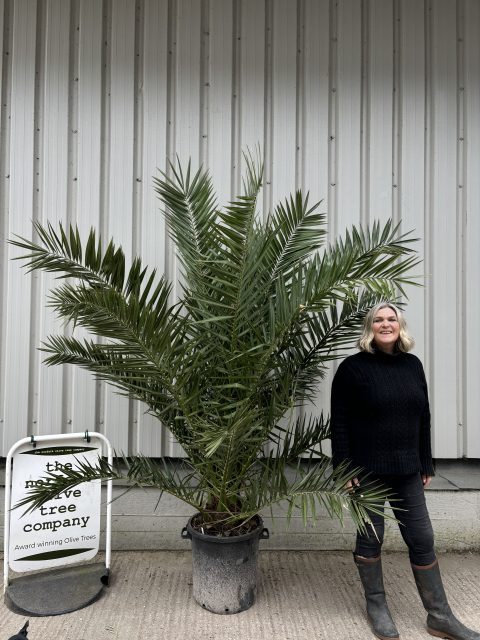 Palm Trees for Sale