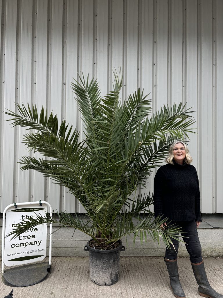 Palm Trees for Sale