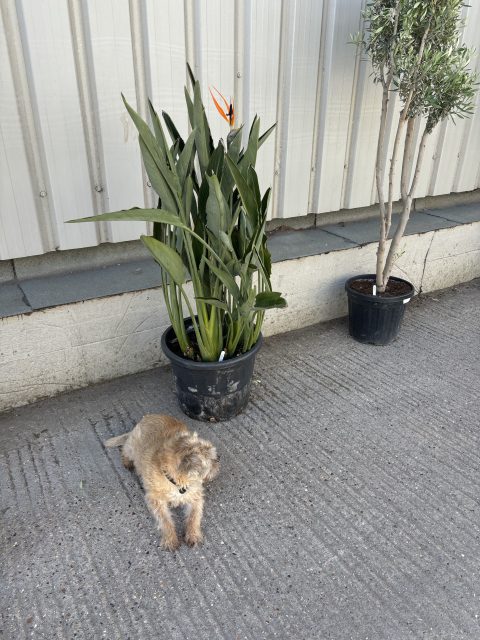 Bird of Paradise.