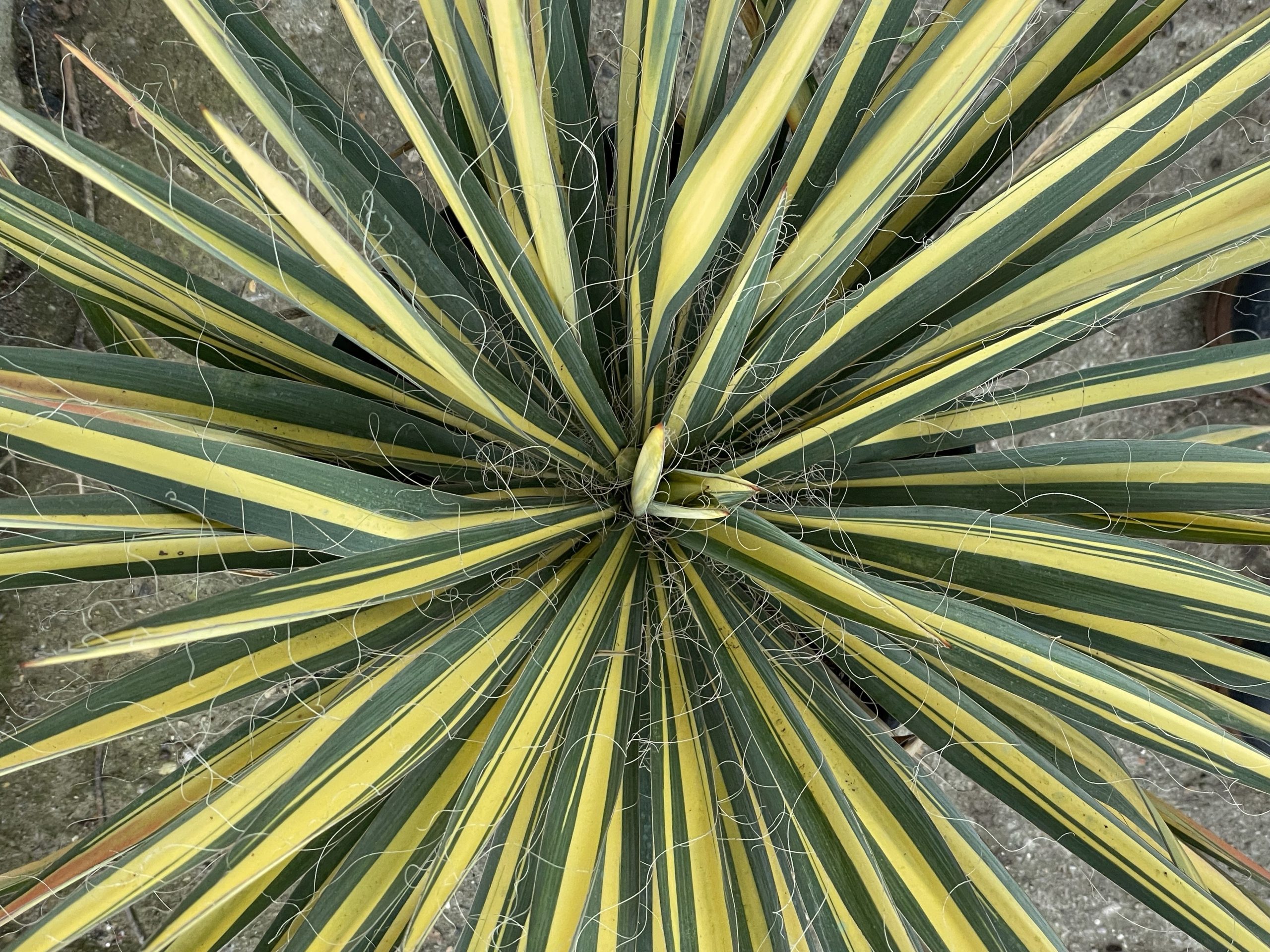 Mediterranean Plants