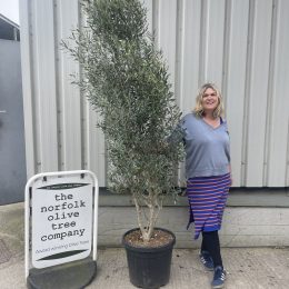 Olive tree bush - free delivery