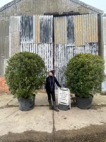 0bb8fff5-6ac7-490c-ba62-83d75d126a42 Bay tree topiary