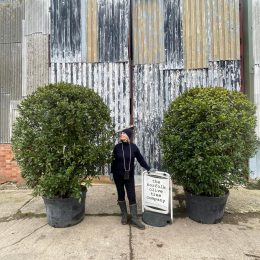 Bay tree topiary
