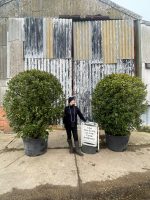 21b5787a-49fd-4683-a921-e76001b917f0 Bay tree topiary