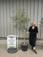 Leccino Olive tree