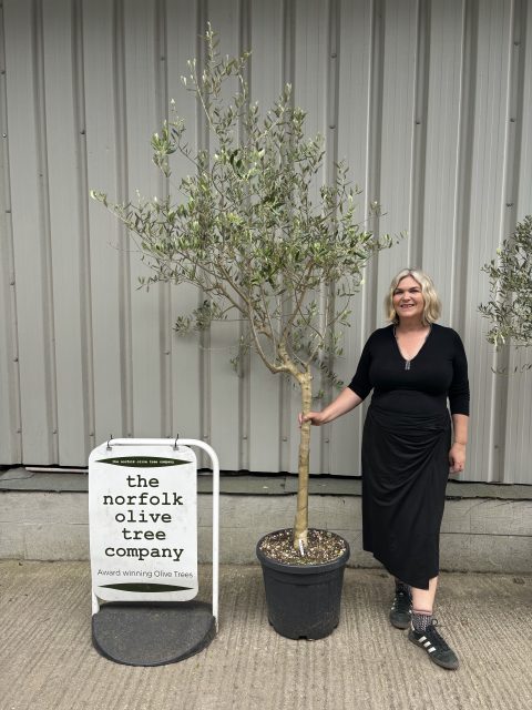 Leccino Olive tree