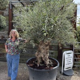 Ancient Olive tree with gnarly trunk
