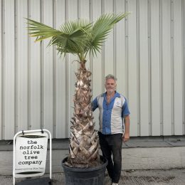Washingtonia Robusta