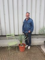 IMG_1422 Yucca Rostrata