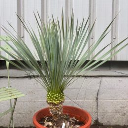 Yucca Rostrata -delivery included