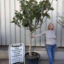 Ficus Carica- Fig tree ‘Brigiotto Bianca’