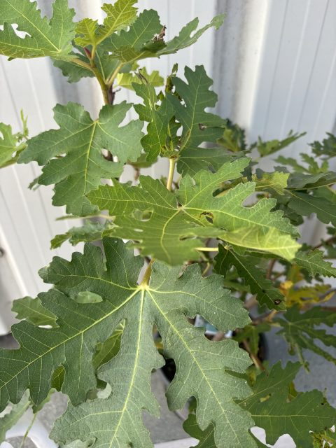 Fig tree