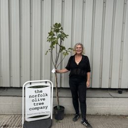 Fig tree