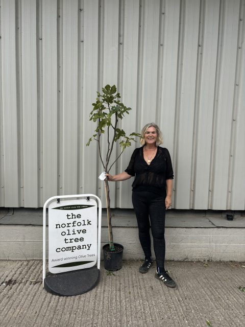 Fig tree