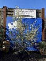 Wild Olive Tree - Oleaster variety.