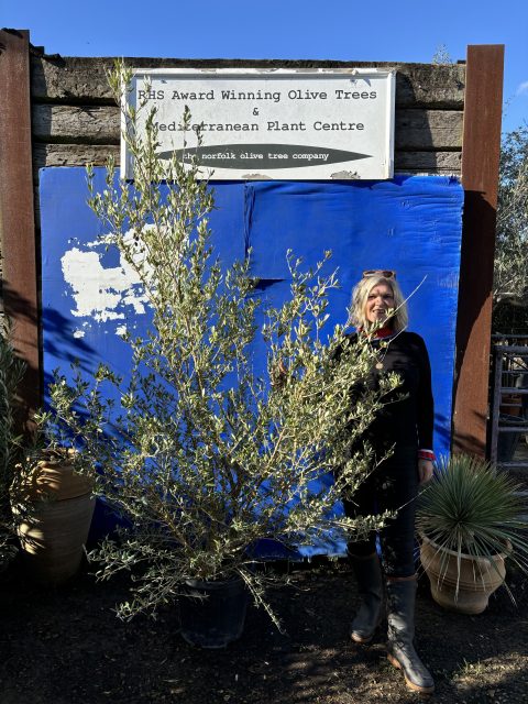 Wild Olive Tree - Oleaster variety.