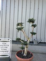 Patio cloud tree