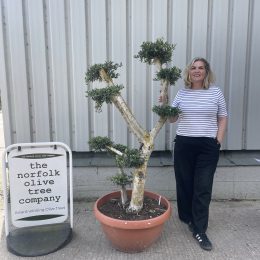 Patio cloud tree