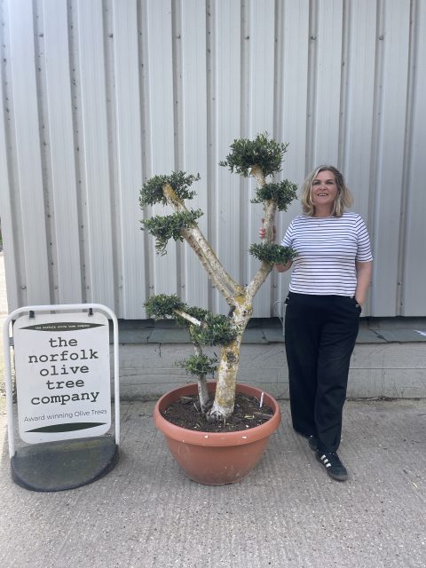 Patio cloud tree