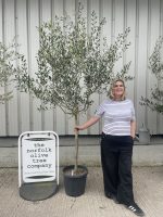 Frantoia Olive tree