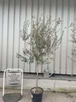 Frantoia Olive tree