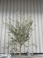 Frantoia Olive tree