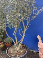 Multi-stem screening olive tree