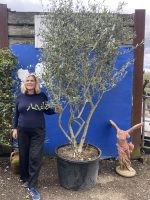 Multi-stem screening olive tree